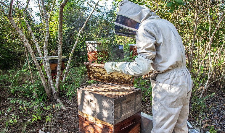 How Much Space Do You Need For A Beehive?
