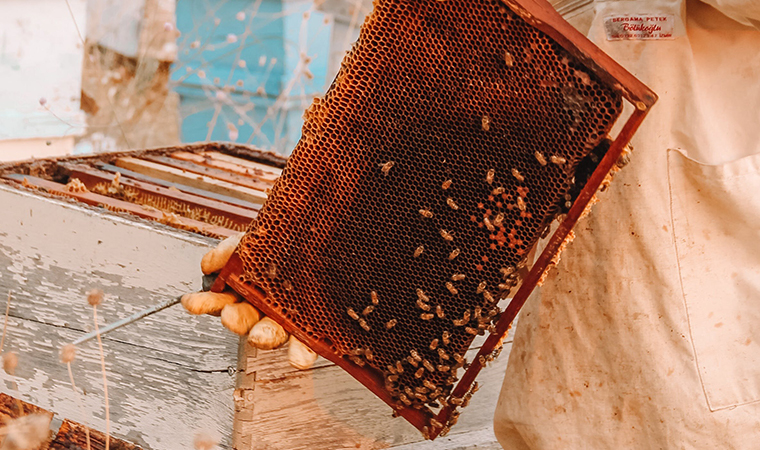 Best place of true splander